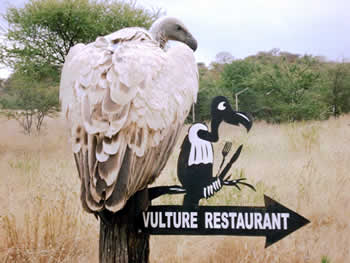 Vulture-www-restafrica-org